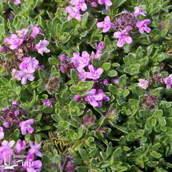 Thymus ‚Bressingham‘