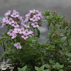 Thymus herba-barona