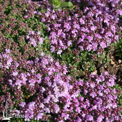 Thymus ‚Rasta‘