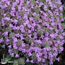 Thymus serpyllum ‚Minor‘