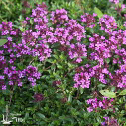 Thymus serpyllum ‚Coccineus‘