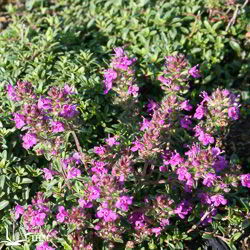 Thymus serpyllum ‚Purple Beauty‘