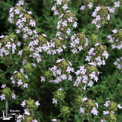 Thymus vulgaris ‚Compactus‘