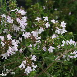 Thymus vulgaris