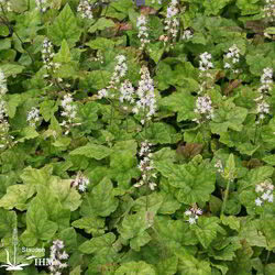 Tiarella wherryi