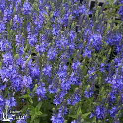 Veronica austriaca ssp. teucrium ‚Knallblau‘