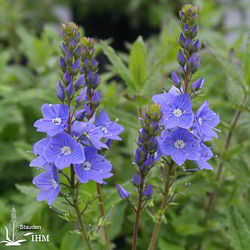 Veronica teucrium ‚Royal Blue‘