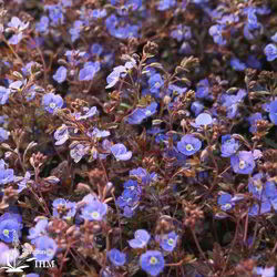 Veronica umbrosa ‚Georgia Blue‘