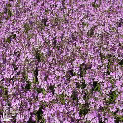 Veronica prostrata ‚Rosea‘