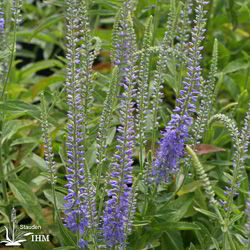 Veronica spicata ‚Blauteppich‘