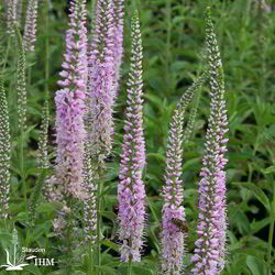 Veronica spicata ‚Fairytail‘