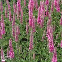 Veronica spicata ‚Heidekind‘