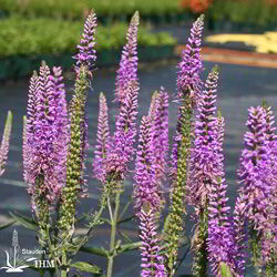 Veronica spicata ‚Purpleicious‘