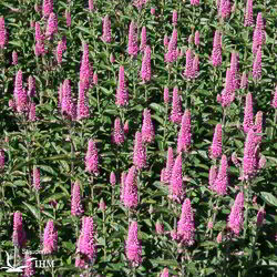 Veronica spicata ‚Rotfuchs‘