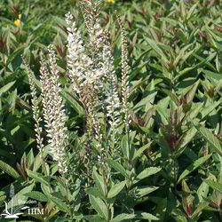 Veronicastrum virginicum ‚Diana‘