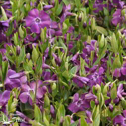 Vinca minor ‚Atropurpurea‘