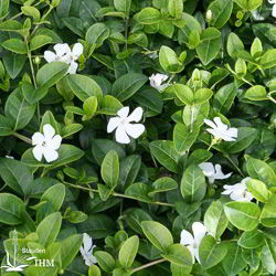 Vinca minor ‚Colada‘