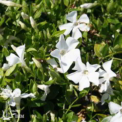 Vinca minor ‚Gertrude Jekyll‘