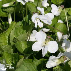 Viola sororia ‚Albiflora‘