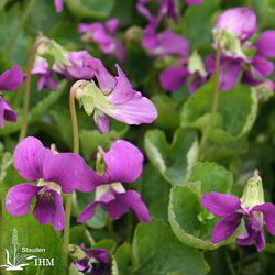 Viola sororia ‚Red Cloud‘