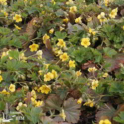 Gelapptblättrige Waldsteinie