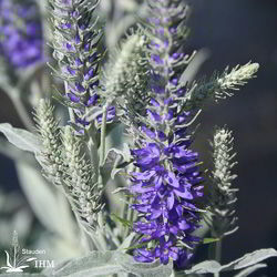 Veronica spicata ssp. incana ‚Silbersee‘