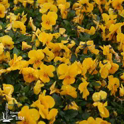 Viola cornuta ‚Sorbet Yellow‘