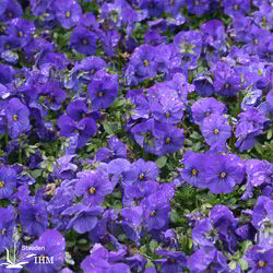 Viola cornuta ‚Callisto Blue‘