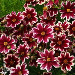 Coreopsis ‚Ruby Frost‘