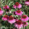 Echinacea purpurea ‚Fatal Attraction‘