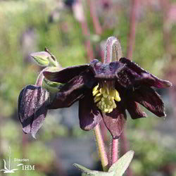 Aquilegia vulgaris var. stellata ‚Black Barlow‘