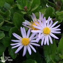 Ageratum-Aster