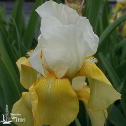 Iris ‚Tulip Festival‘