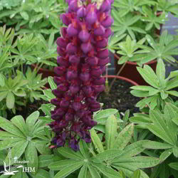 Garten-Lupine