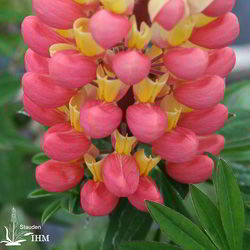 Garten-Lupine