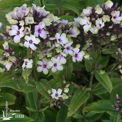 Stauden-Phlox