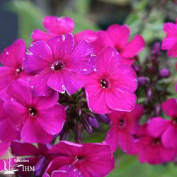 Stauden-Phlox