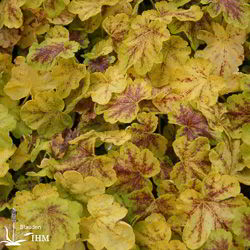 x Heucherella ‚Solare Eclipse‘