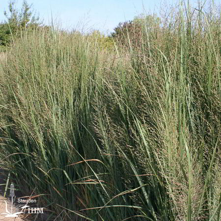 Rutenhirse Northwind / Panicum Virgatum North Wind Rutenhirse Gartenpflanzen Daepp : Rutenhirsen sind locker horstig wachsende, aufrechte ziergräser, die sich vom sommer bis in den.