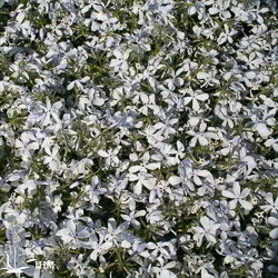 Wald-Phlox