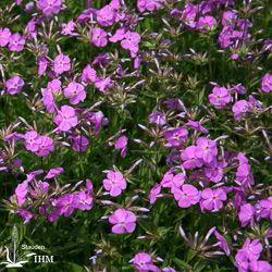 Dreiblütige Flammenblume