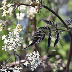 Roter Wiesenkerbel