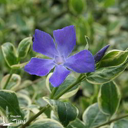 Vinca minor ‚Variegata‘