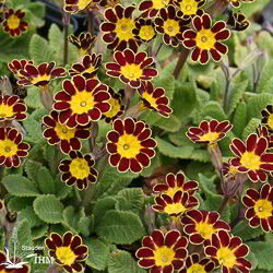 Garten-Schlüsselblume