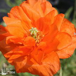 Armenischer Mohn