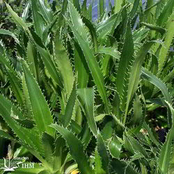 Eryngium agavifolium