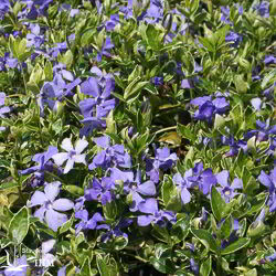 Vinca minor ‚Ralph Shugart‘