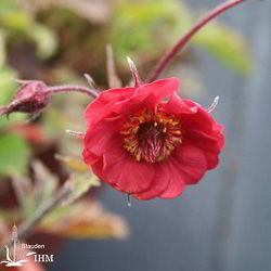Geum ‚Flames of Passion‘
