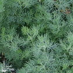 Artemisia abrotanum ‚Courson‘