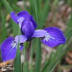 Iris sibirica ‚Annick‘